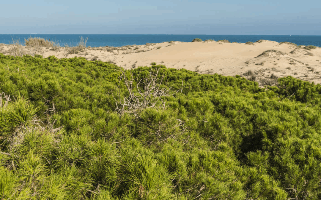 Kalmas Gestión Empresarial – Estrategia sostenible certificada Turisme Comunitat Valenciana