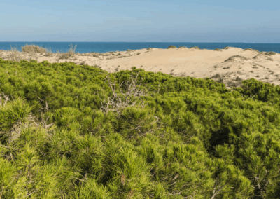 Kalmas Gestión Empresarial – Estrategia sostenible certificada Turisme Comunitat Valenciana