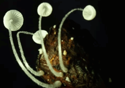 VEGANCELIO – Producción de piel vegana