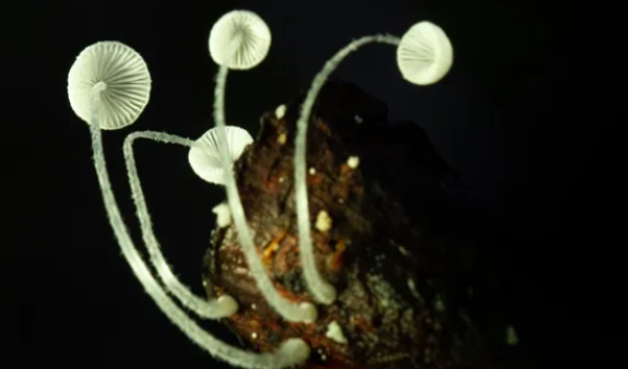 VEGANCELIO – Producción de piel vegana